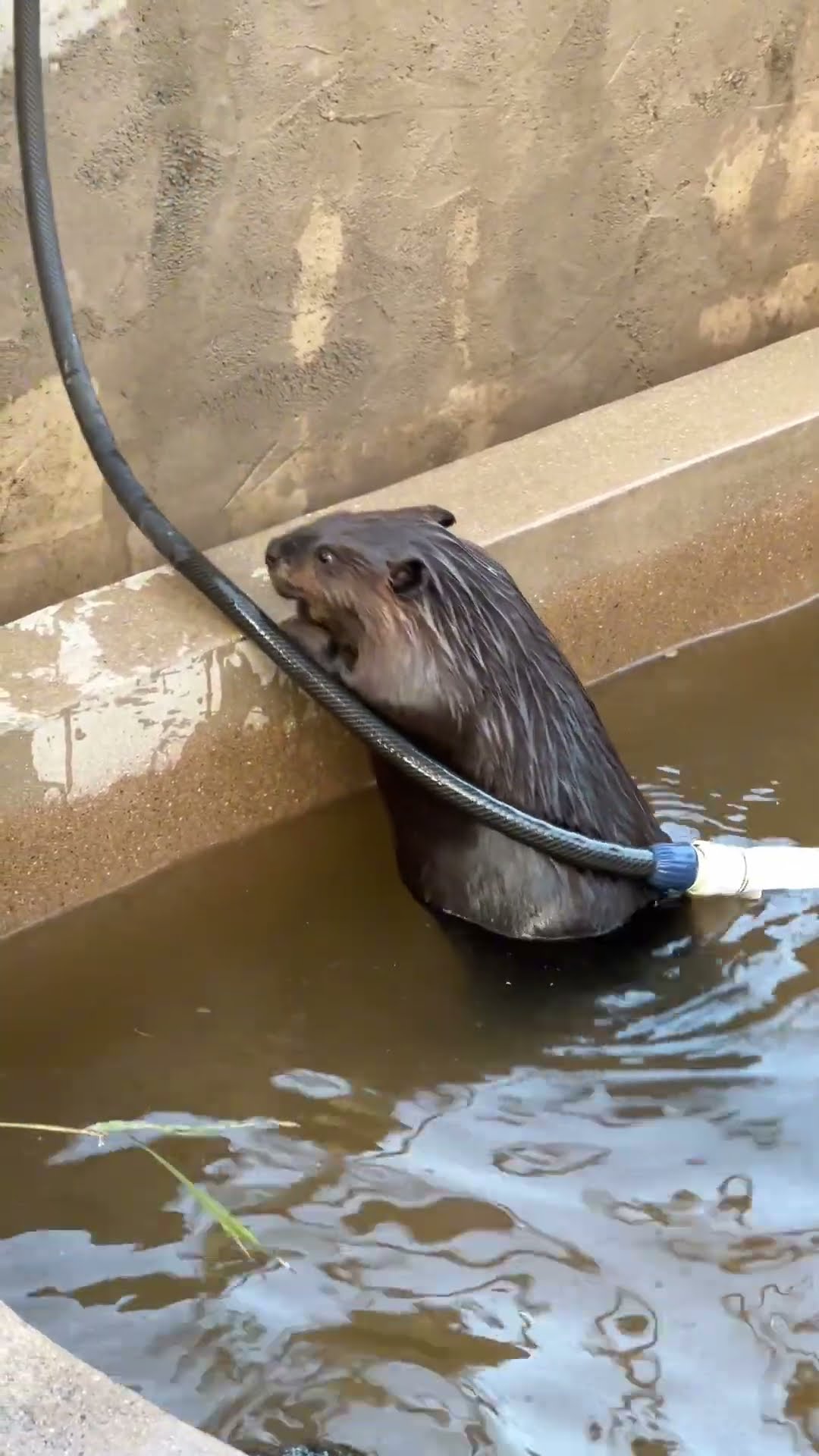 Beaver Takes A Bath || ViralHog