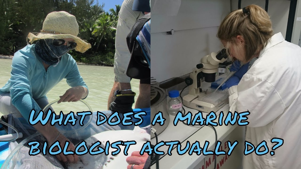 What Does A Marine Biologist Actually Do - Youtube-4750