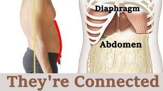 Your Diaphragm and Your Abdomen Are Connected