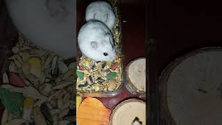 Winter white hamsters Sissi and Rocky ?