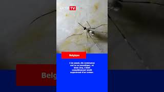 Les autorités belges encouragent la population à signaler les observations de moustiques tigres...