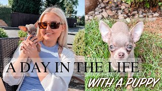 A DAY IN THE LIFE WITH A NEW PUPPY!