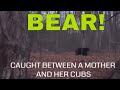 Close Encounter with a Mother Black Bear and Her Cubs