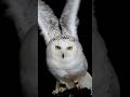 What If YOU Could Rotate Your Head Like an Owl? The Secret Revealed! 🧐 #shorts #viralvideo