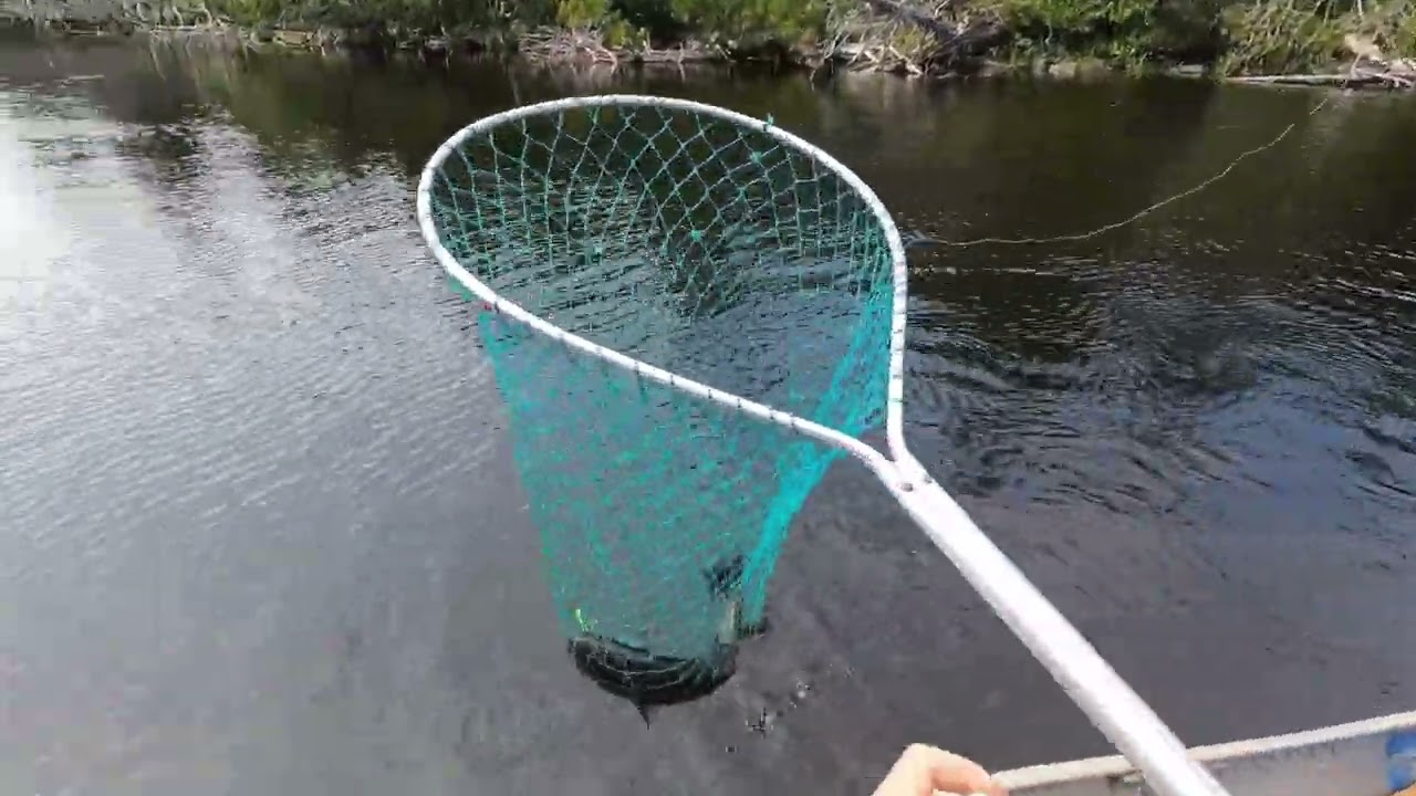 Non-stop Bass fishing action