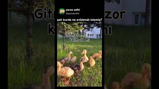Şair Burda Ne Anlatmak Istemiş?😅