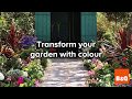 Transform your Garden with Colour B&Q Transform your Garden with Colour B&Q