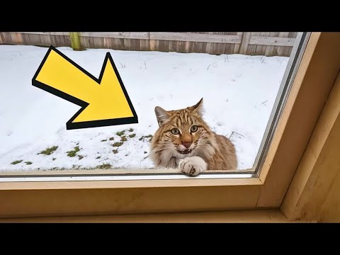 Freezing Bobcat Begs