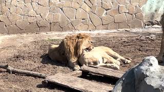 МОЯ ЛЬВИЦА!🐆💞Как влюбленный лев охраняет свою львицу?🦁🐆❤️