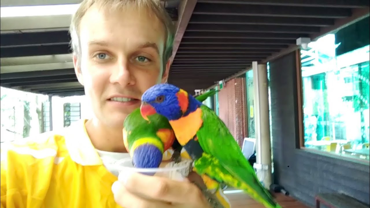 Feeding parrots in Jurong Bird Park in Singapore Walk around the