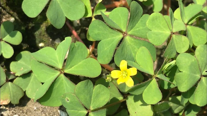 Clover finds a lot.
