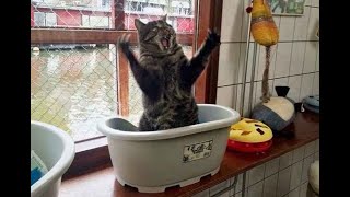 😺Коты великие и могучие! 🐈 Забавное видео с кошками и котятами! 😸