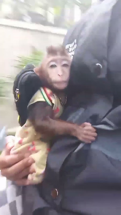 Monkey natan jalan jalan