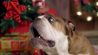 Happy Holidays From Petland! by Petland Cares 57,149 views 5 months ago 23 seconds