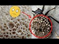 TRYPOPHOBIA || What do you feel when you SEE these Images?