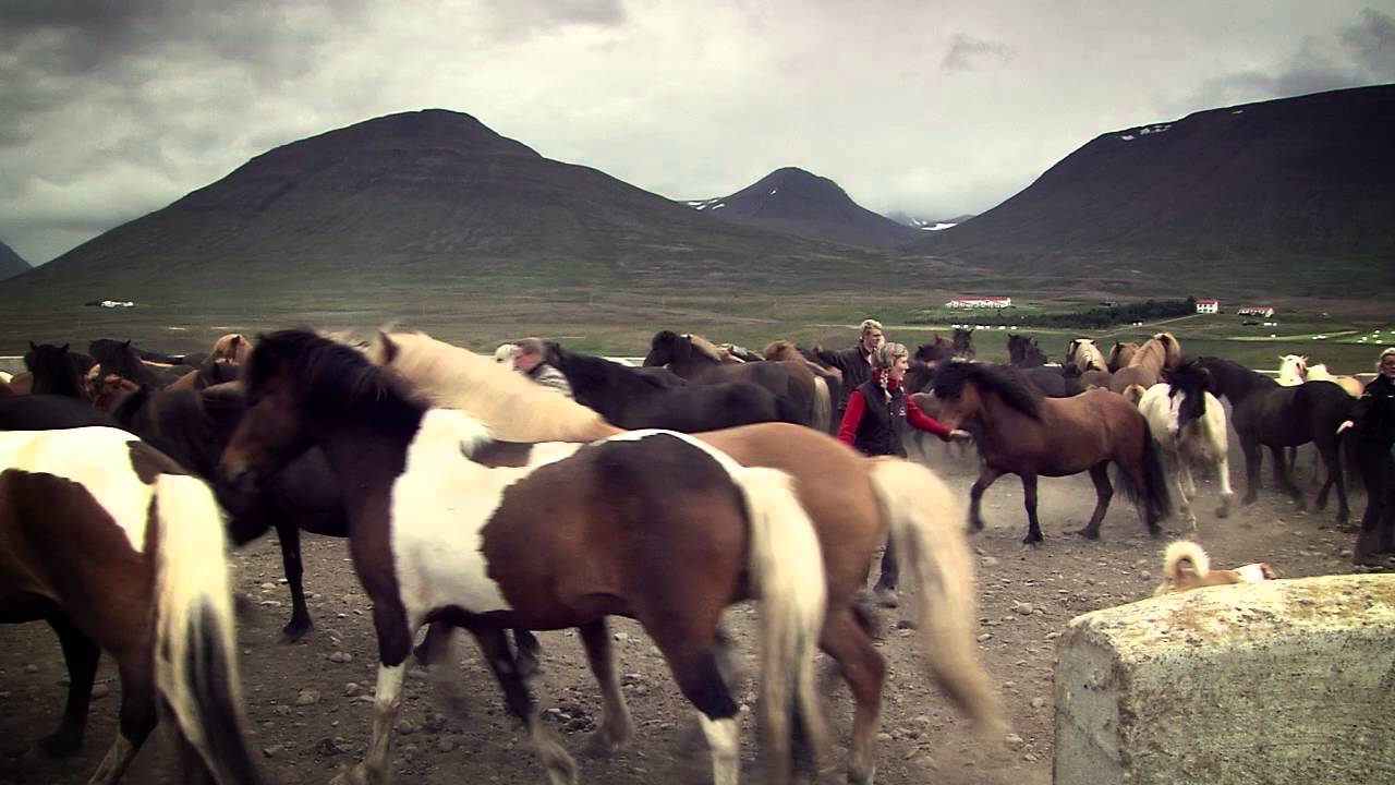 camera iphone 8 plus apk Icelandic Horse - Building the Brand