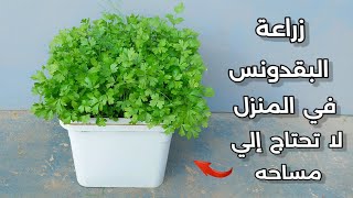 أزرع البقدونس بهذه الطريقة وجهز نفسك لرمضان زراعة اورجانيك