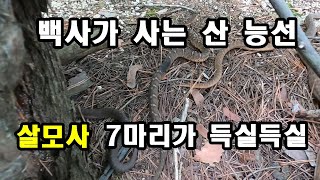 백사가 사는 산, 살모사 7마리가 득실득실한 산 #백사