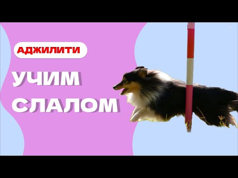Учим с собакой СЛАЛОМ, змейку в аджилити, что такое слалом