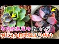 多肉植物が枯れ葉の原因は６つあり、特に3つ目は地獄より怖い、90％の初心者が気づかずやっている！｜花子