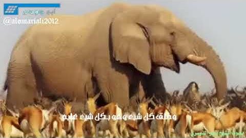 تلاوة غير عادية للشيخ ياسر الدوسري صدقوني تبكي القلب قبل العين‬   YouTube