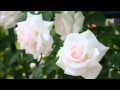 ロージー・ガール (Rosy Girl)