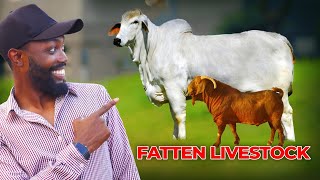 HOW TO FATTEN YOUR GOATS, SHEEP AND CATTLE WITH THE RIGHT FEED IN AFRICA