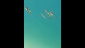 Di chuyển của cá mực ống trong đại dương (Movement of squid fish in the ocean)