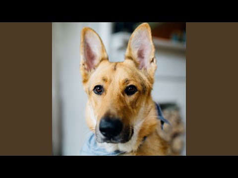 Video: 17 Pôvabne štýlový pes hojdajúci puppy