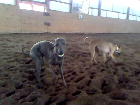 Video: Forskellen Mellem Gråhunde Og Italiensk Vinthund