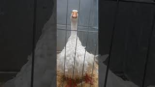 Amazing Geese. by Lucy Ivans Homestead 83 views 3 weeks ago 2 minutes, 5 seconds