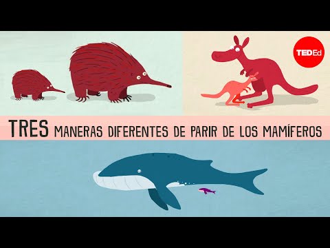 Video: ¿Los mamíferos tienen placenta?