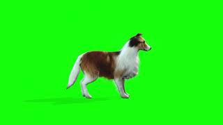 Dog Idle - Green Screen