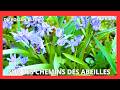 Sur les chemins des abeilles Février