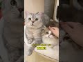 Milo Protektif Banget Ke Memey, Babu Cuma Bisa Pasrah...😸 #kucinglucu #kucing  #cat