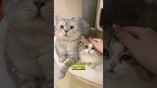 Milo Protektif Banget Ke Memey, Babu Cuma Bisa Pasrah...😸 #kucinglucu #kucing  #cat