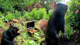 Cat & Dog TV: 2 Hour Adventures of Squirrels, Chipmunks and Birds Enjoying Flower Garden Life (4K)