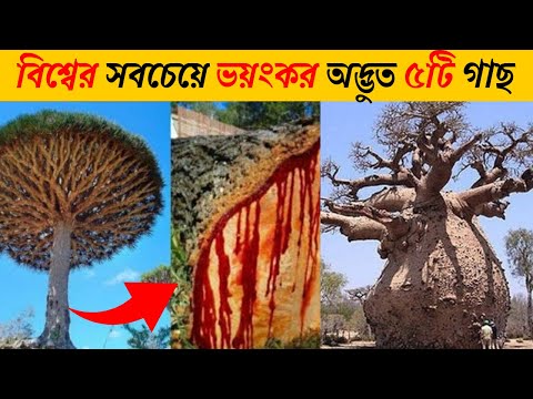 ভিডিও: বাওবাব কেন বিপজ্জনক?