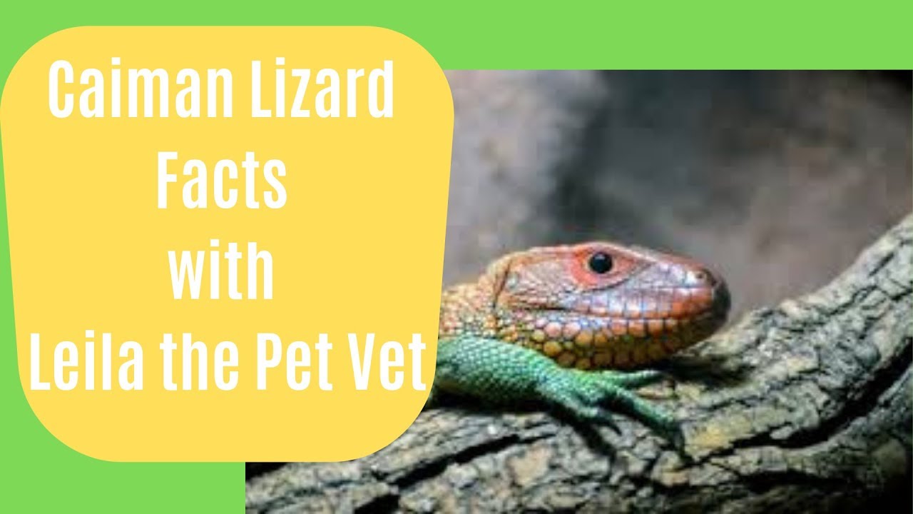 Caiman Lizard Facts with Leila The Pet Vet