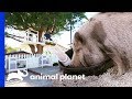 Mr Pickles The Pig Gets His Own Playpen! | Animal Cribs