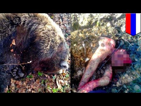 When animals attack: Russian bear buries mother alive, saves her for next meal - TomoNews