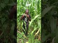 #giant #gorilla #eating #corn #in #jamaica #jungle