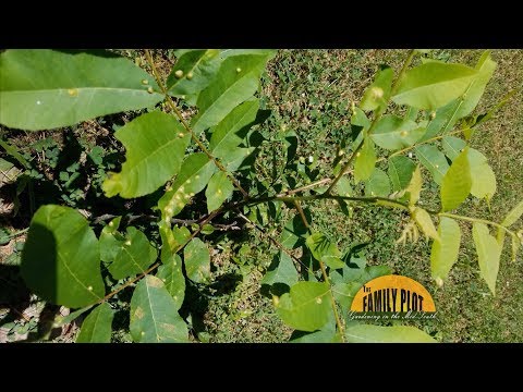 Videó: Perzselés a pekándió levelén – Pekándiófa kezelése bakteriális levélperzselő betegséggel