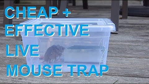 Mouse trap 3.0