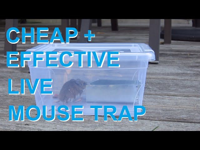 Techperiment Mouse Trap for mice control Rat/Mouse/Rodent Trap