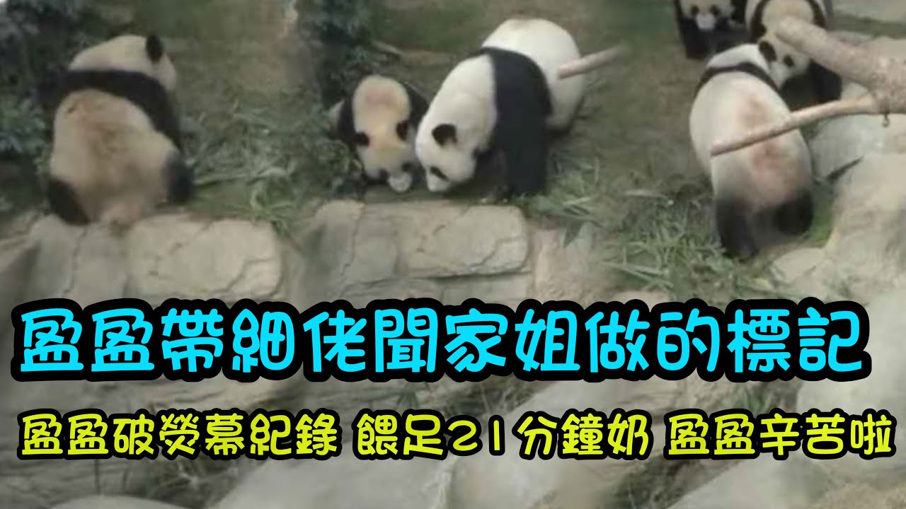 3月9日   母子三熊再相聚，互相親親貼貼，訴說彼此的思念，盈盈給家姐細佬餵奶破紀錄，餵了足足21分鐘#大熊貓加加得得 #香港大熊貓  #大熊貓家姐細佬