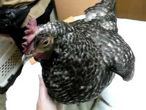 Hillary the chicken goes to the vet - part 2