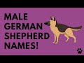 Male German Shepherd Names - 42 TOP & BEST Ideas | Names