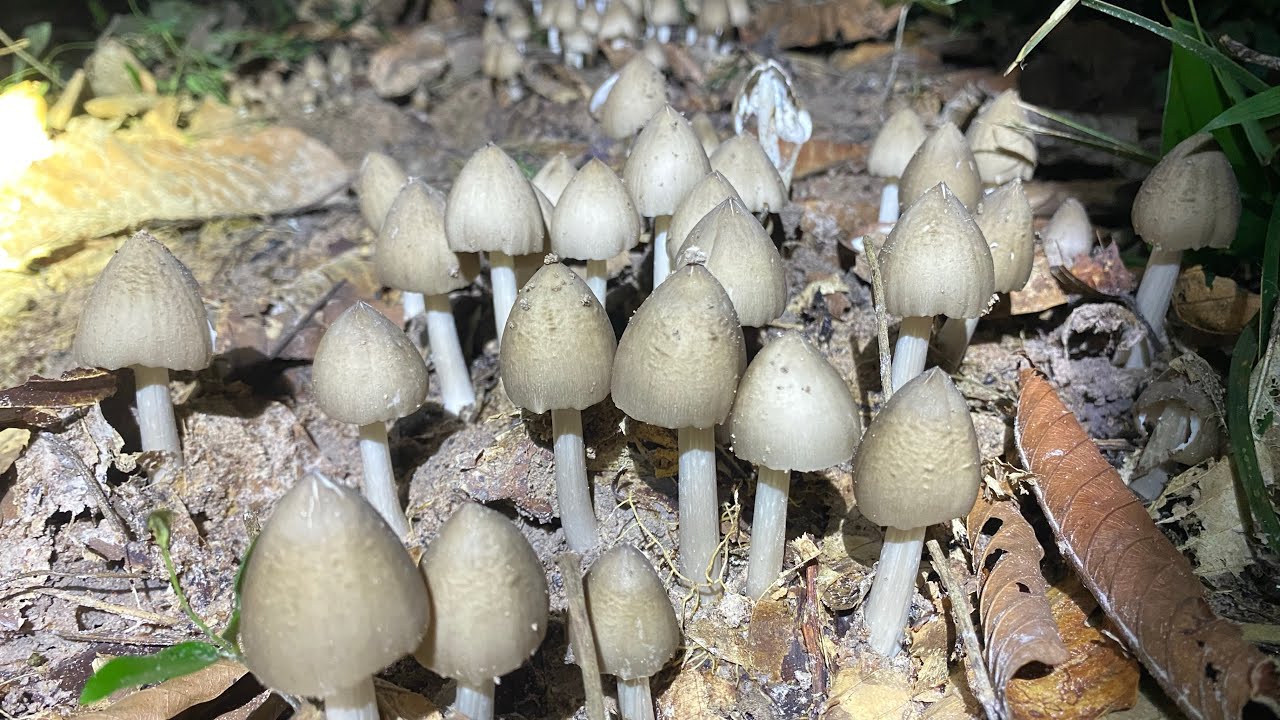 Soi Nấm Mối Rừng , Nhổ Ổ Nấm Mối Búp Siêu To