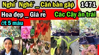 Nhiều hoa đẹp rẻ, bán gấp rẻ nghỉ nghề các cây ăn trái, #1471 plants flowers for sale.